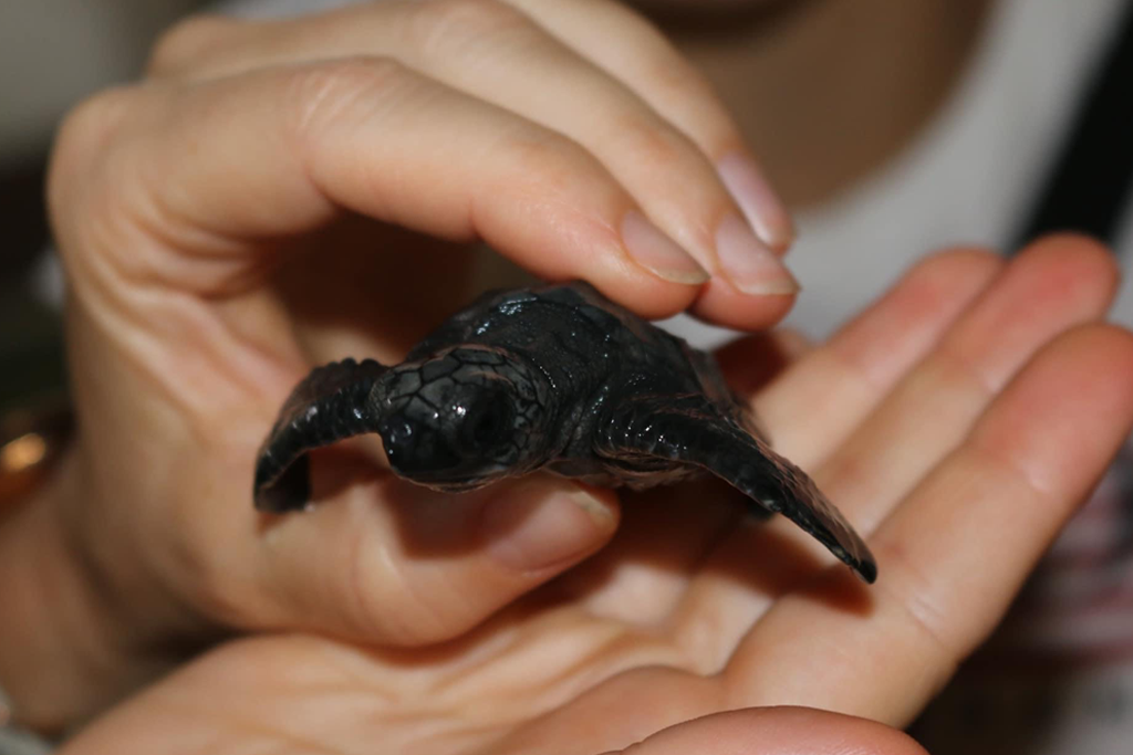 Event, podujatie v hotel a spa resorte Falkennest Villa